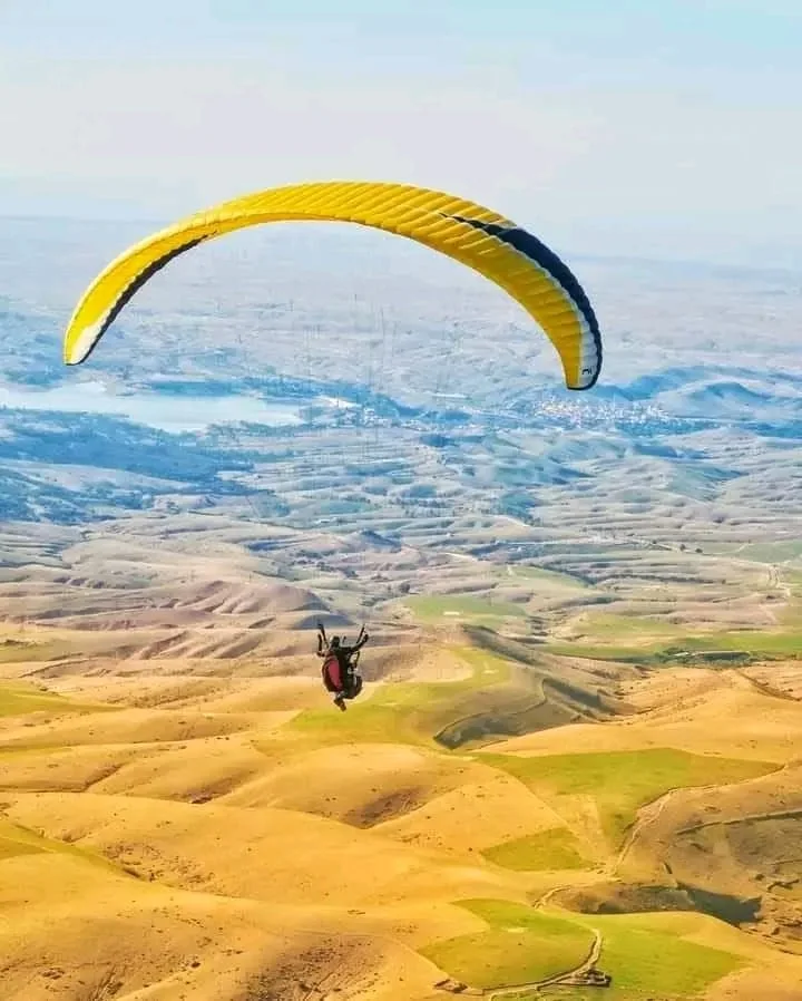 Yellow wing above the Haouz plain